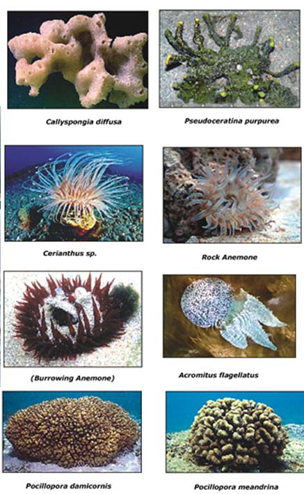 Marine Diversity - Kerala State Biodiversity Board